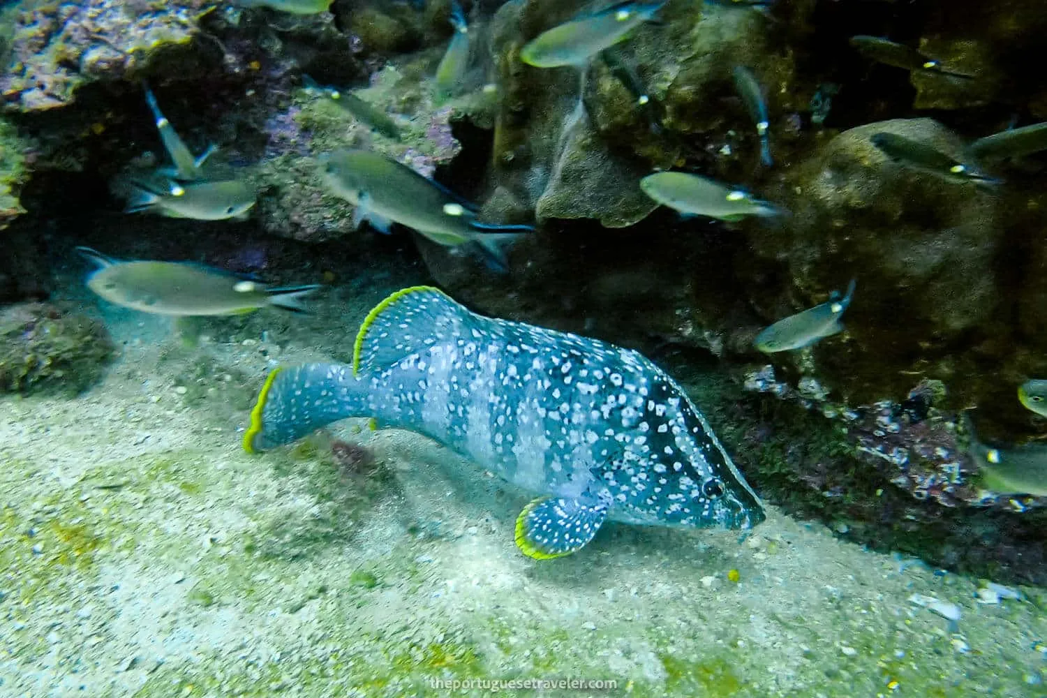 A saddletail grouper at Isla de La Plata