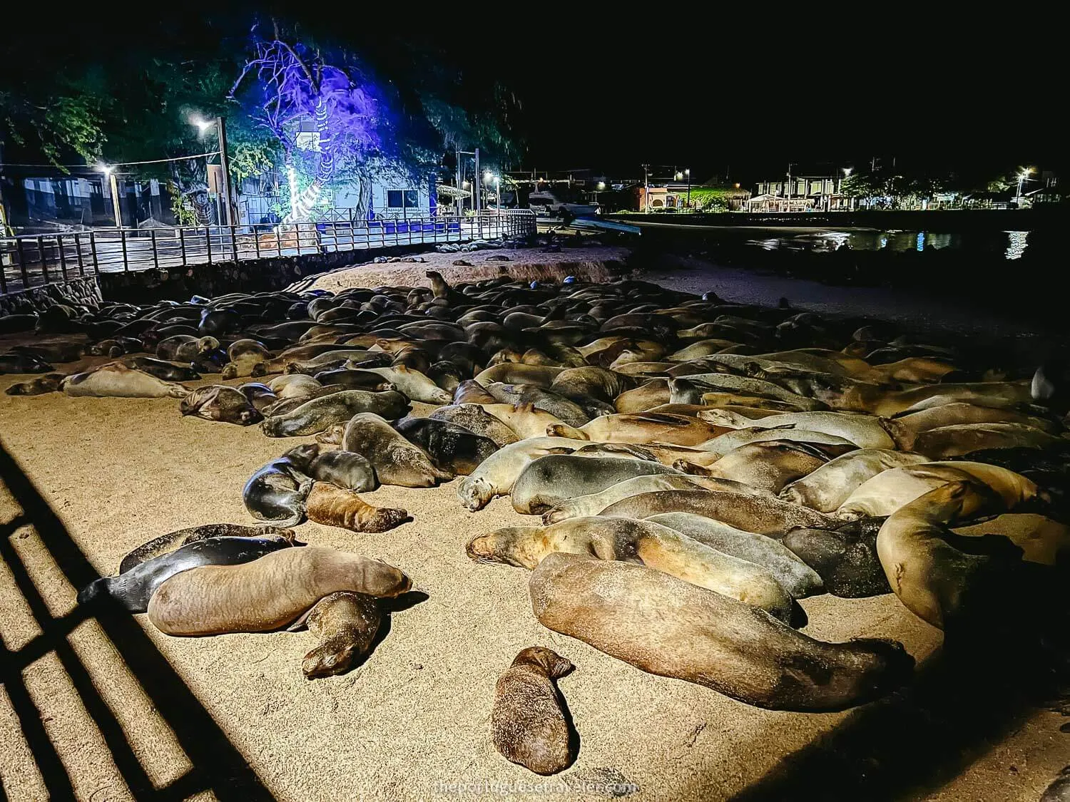 Puerto Baquerizo Moreno Sea Lions, San Cristobal