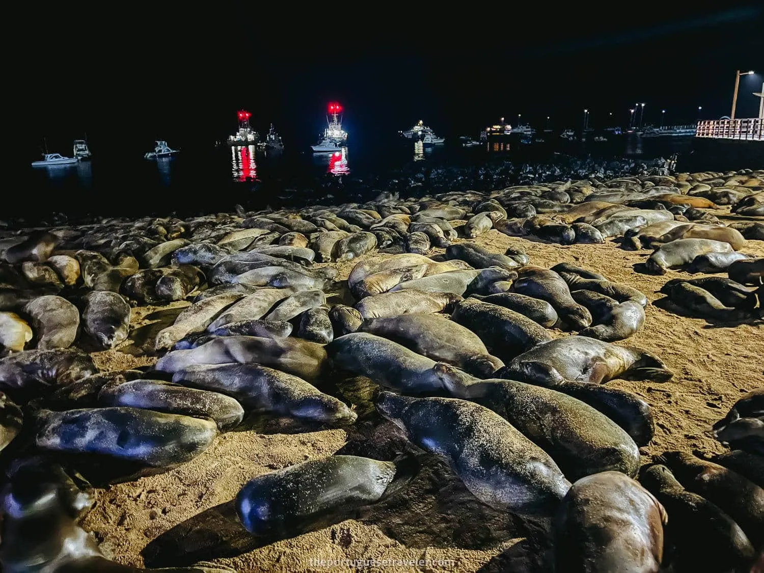 Puerto Baquerizo Moreno Sea Lions, San Cristobal - Galapagos Islands Myths