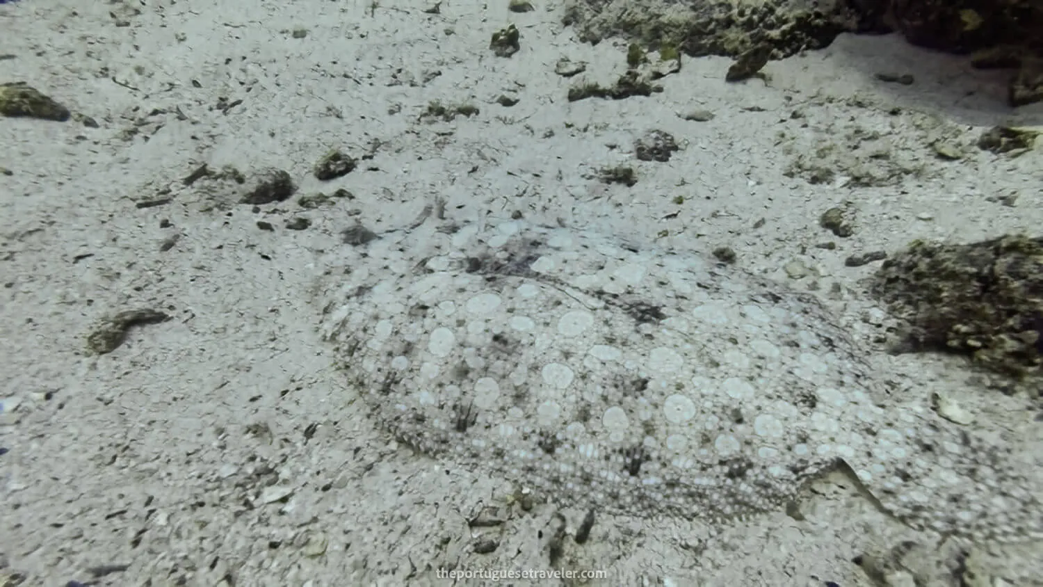 A flounder fish linguado while diving in Daphne