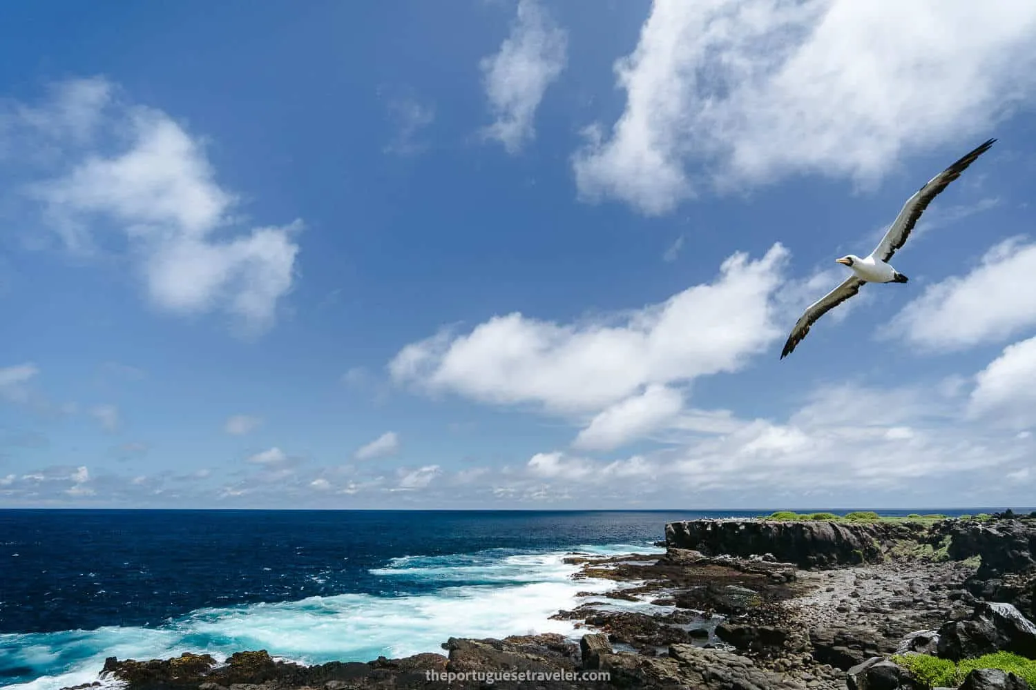 Nazca Boobies flying around the coast