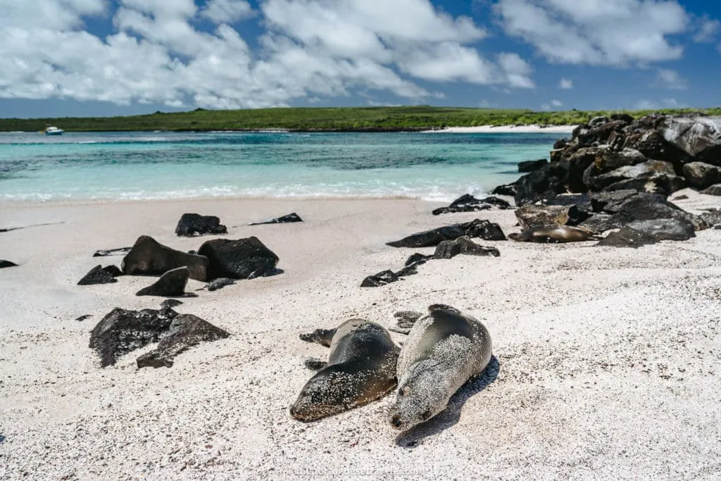 Sea Lions in Espanola Island