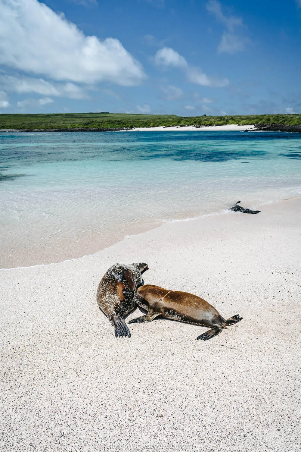 The Sea lions feeding on the white sandy beach