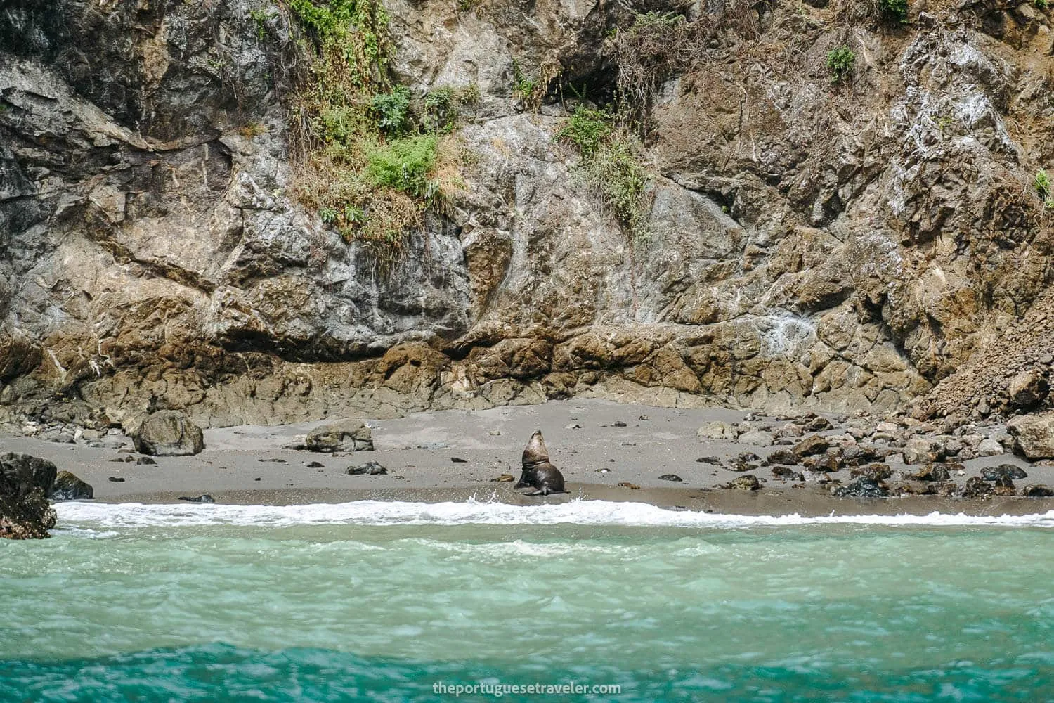 A Sea lion on the shores of Isla de La Plata