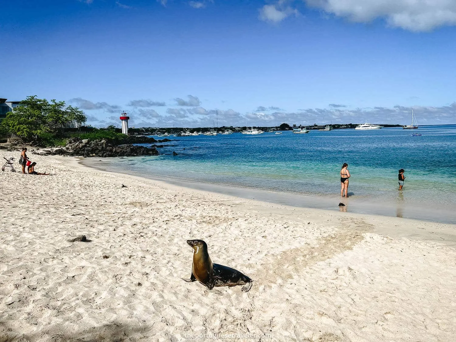 The baby sea lion posing for the photos before approaching, best time to visit the Galapagos Islands