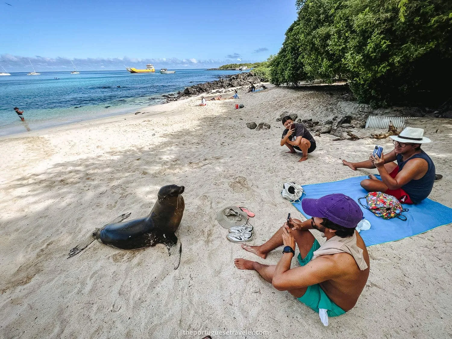 The pup playing with my friends. No touching animals, one of the things to know before visiting the Galapagos Islands