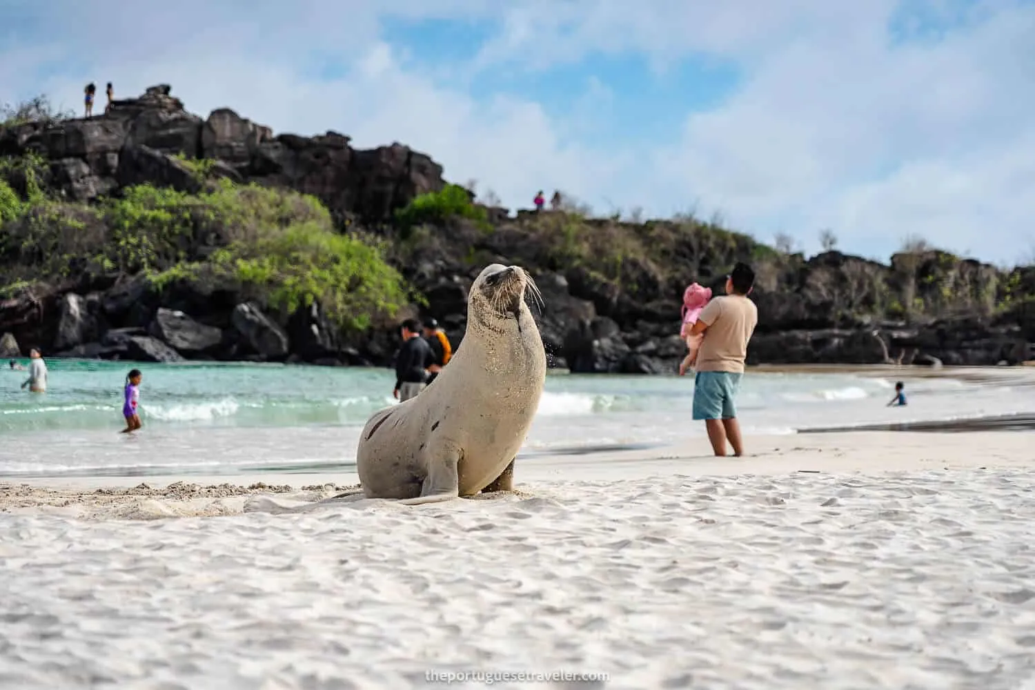 A croquette sea lion in Puerto Chino