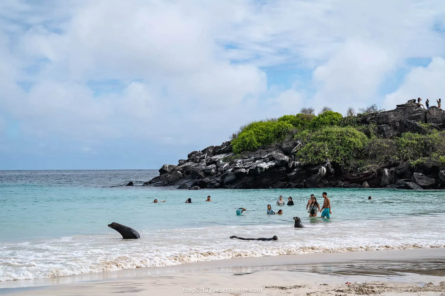 Puerto Chino full with sea lions