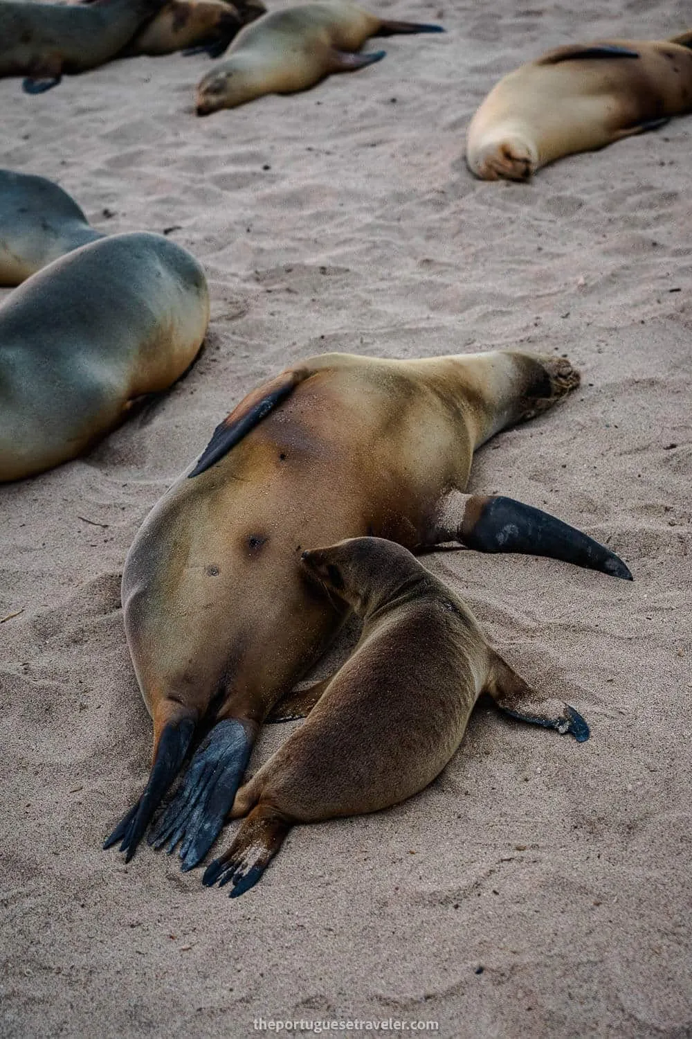 A baby sea lion feeding on its mother at Punta Carola beach