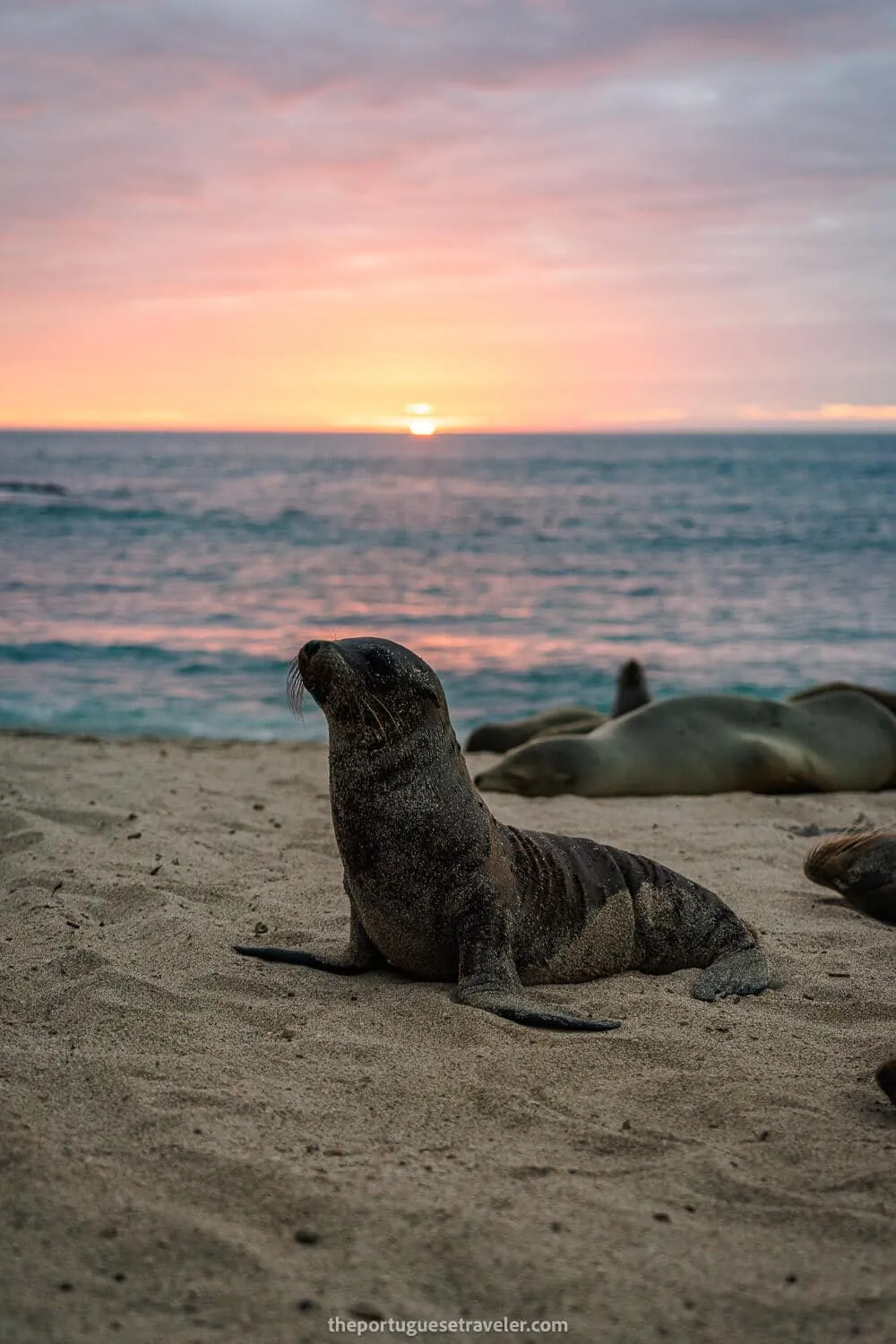 A baby sea lion in Punta Carola beach