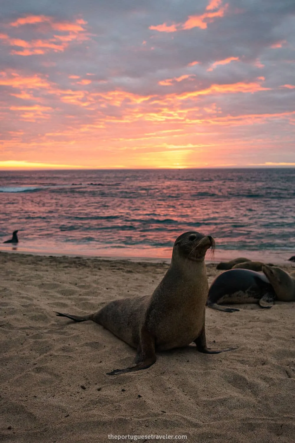 A sea lion at sunset in Punta Carola beach