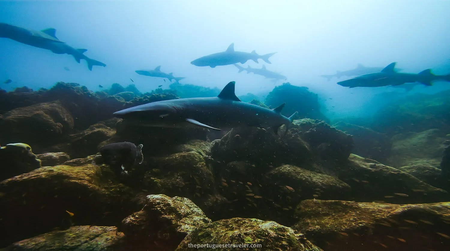 White-tip reef sharks cleaning station in Mosquera dive site - Galapagos Islands Myths
