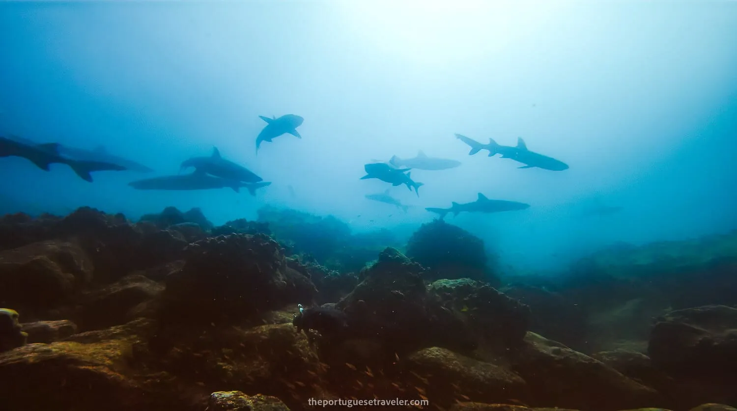 In the middle of dozens of reef sharks while diving in Mosquera - Responsible Tourism in Galapagos