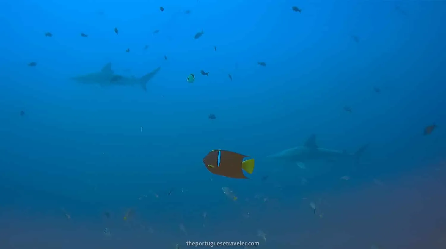 Galapagos Shark at Gordon Rocks