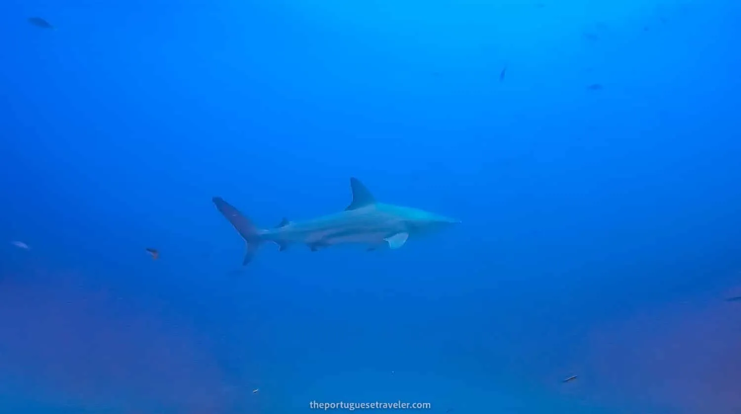 A Galápagos Shark on the Gordon Rocks dive site
