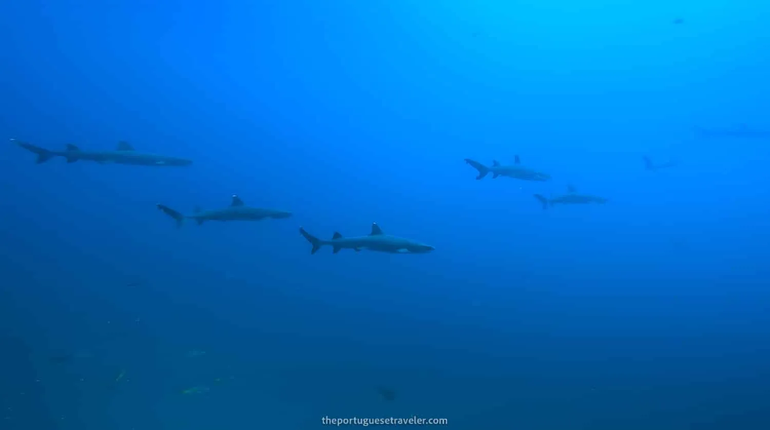 A school of white tip reef sharks at Gordon Rocks