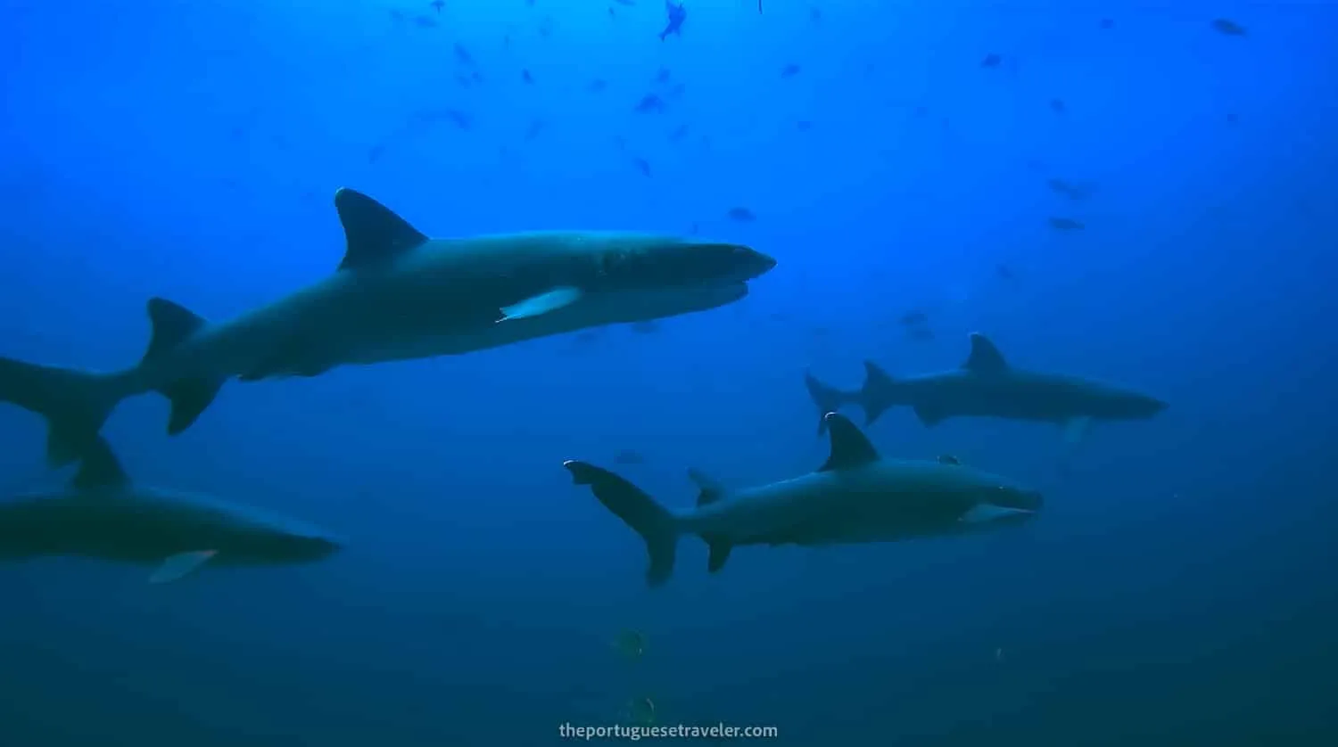 More white tip reef sharks