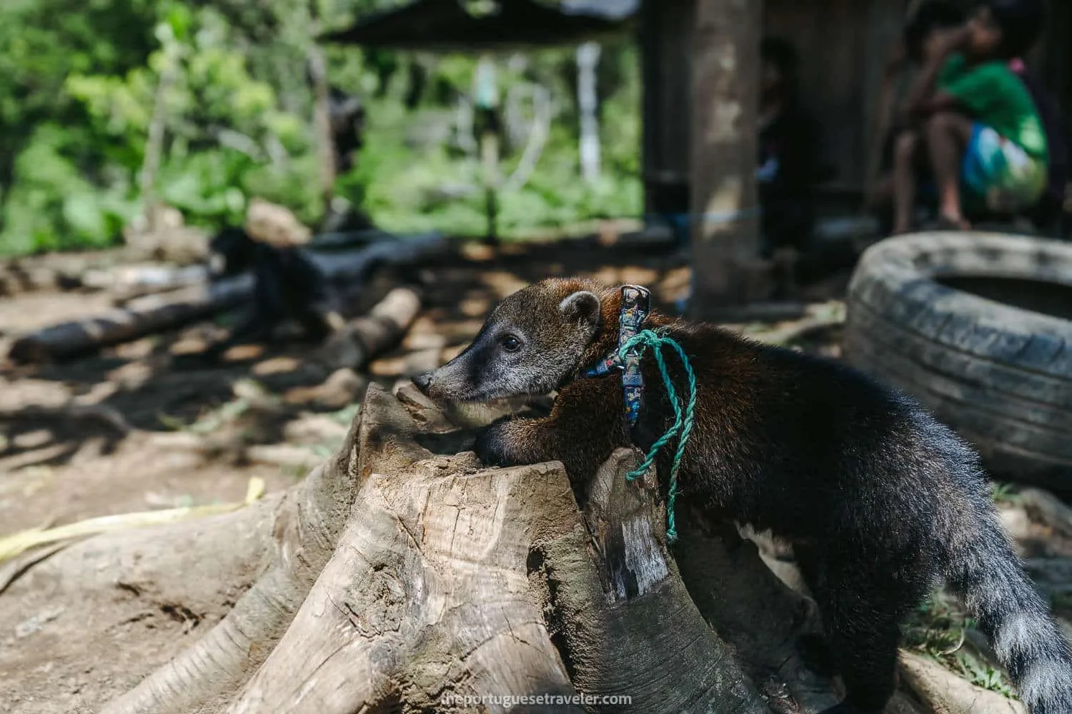 The coati in the village