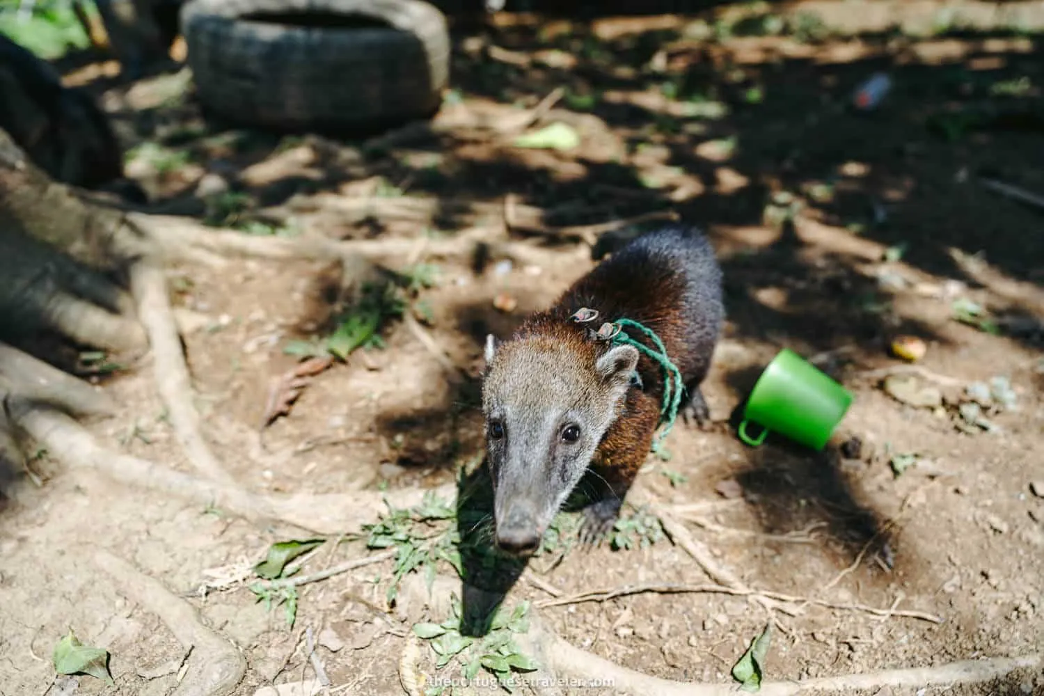 A coati in the community