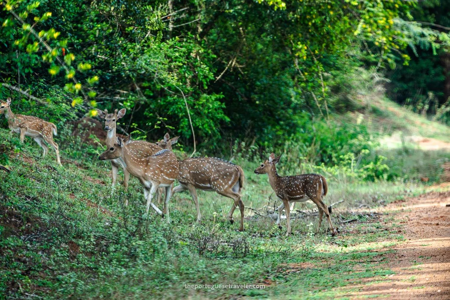 A pack of deers near the road to Sithulpawwa