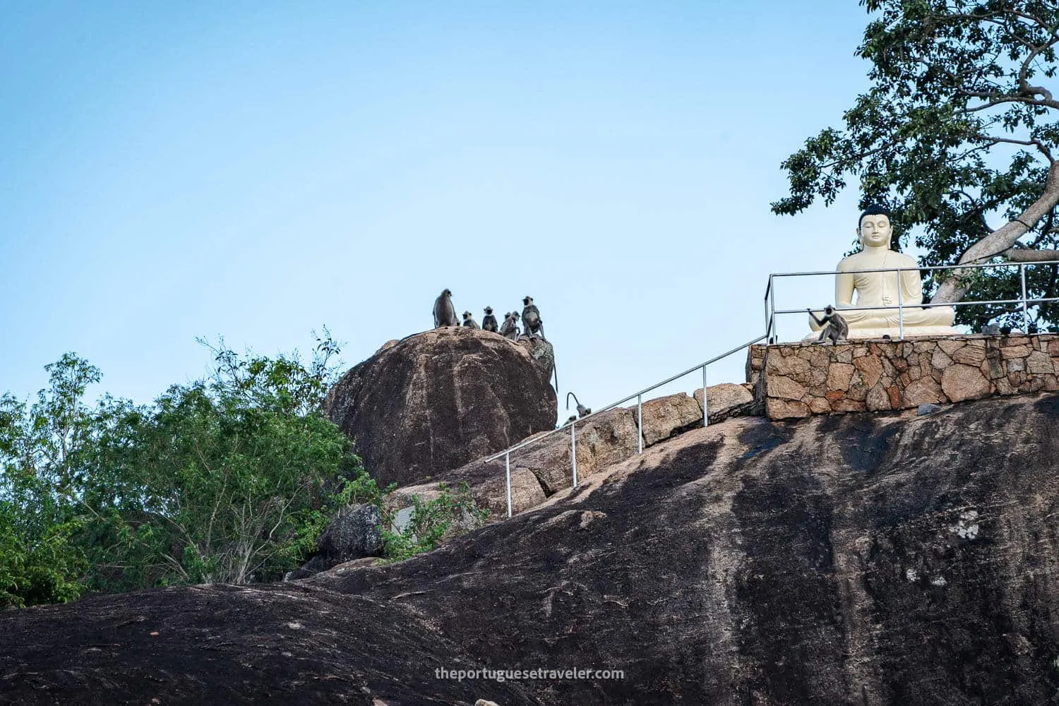 A meeting of grey langurs at the Yala National Park