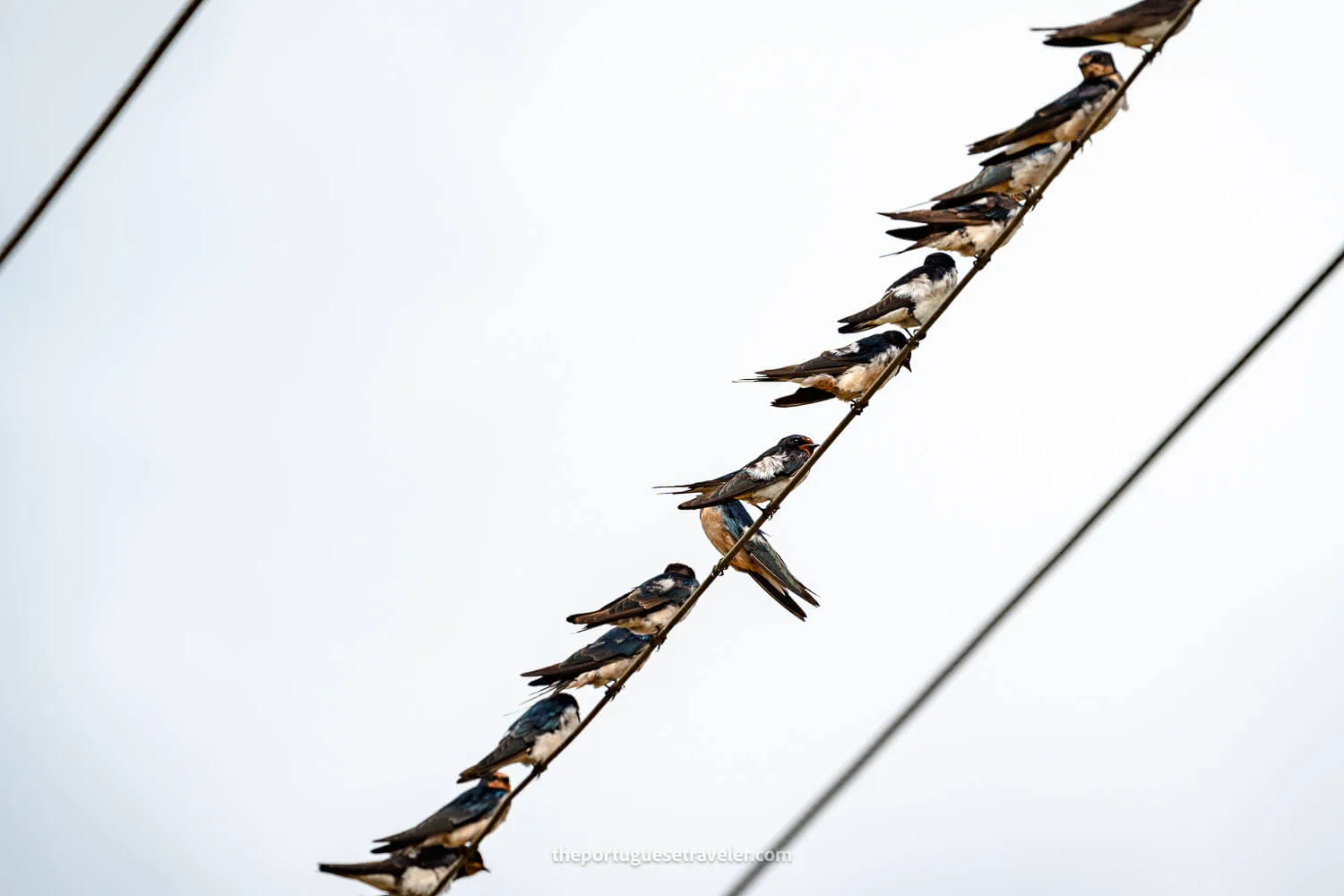 Barn Swallows at the Yala National Park
