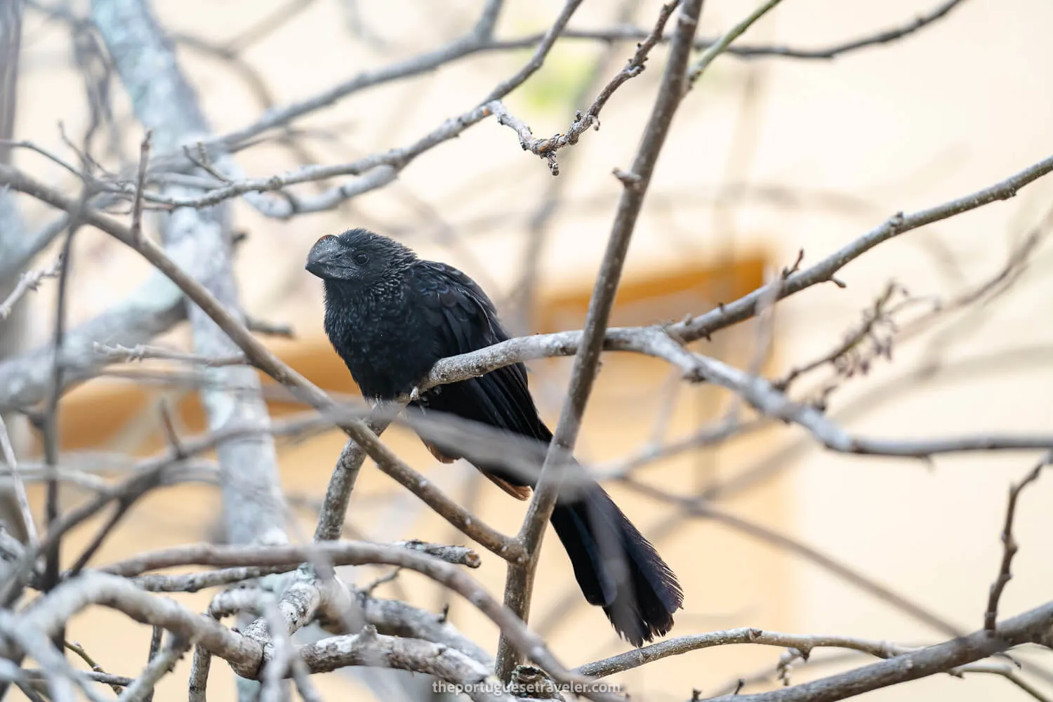 A smooth-billed ani at the interpretation centre in San Cristobal