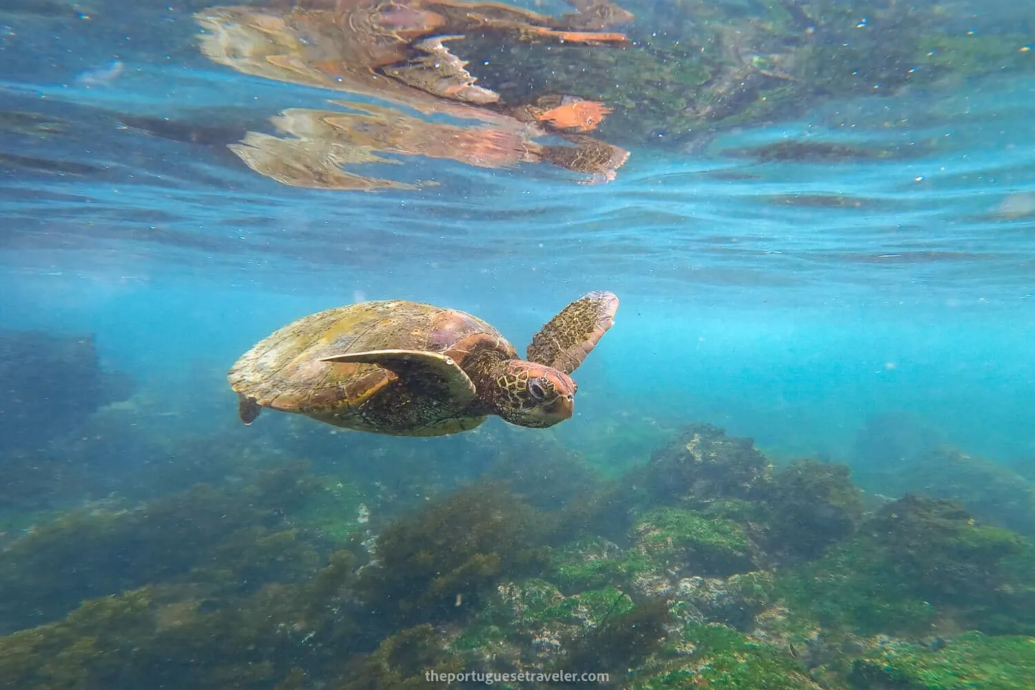 14 Best Snorkeling Spots in Santa Cruz, Galapagos: Snorkel Guide