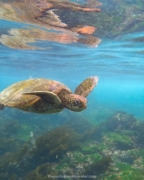 14 Best Snorkeling Spots in Santa Cruz, Galapagos: Snorkel Guide