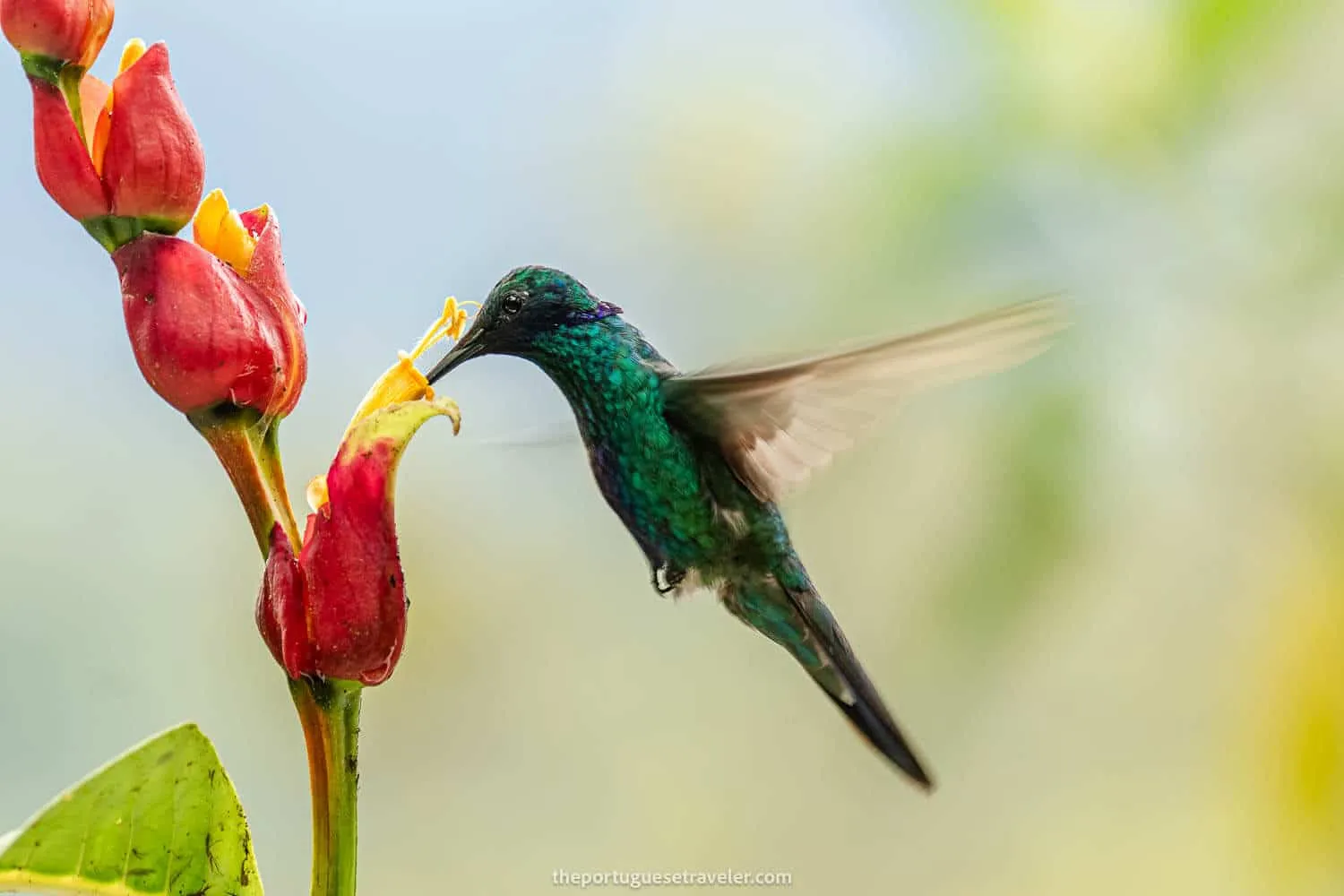 A Sparkling Violetear Hummingbird on the Birdwatching Tour in Mindo
