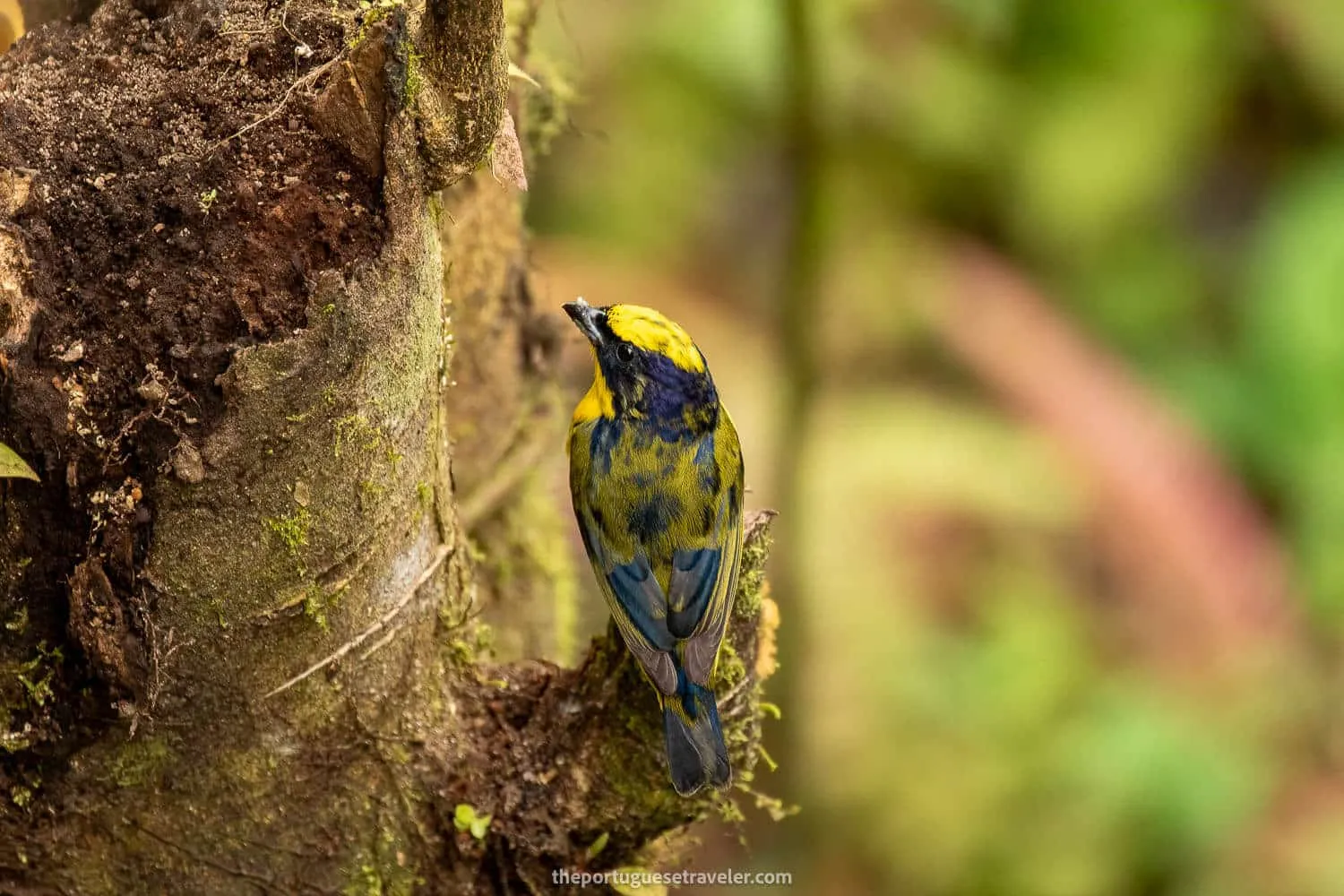 A Spot Crowned Euphonia