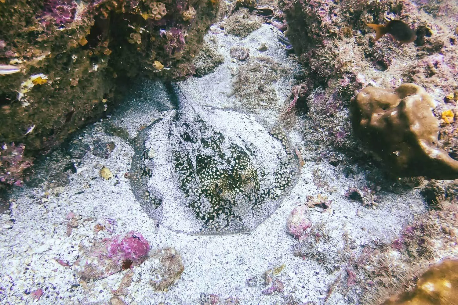 A stingray in El Acuario