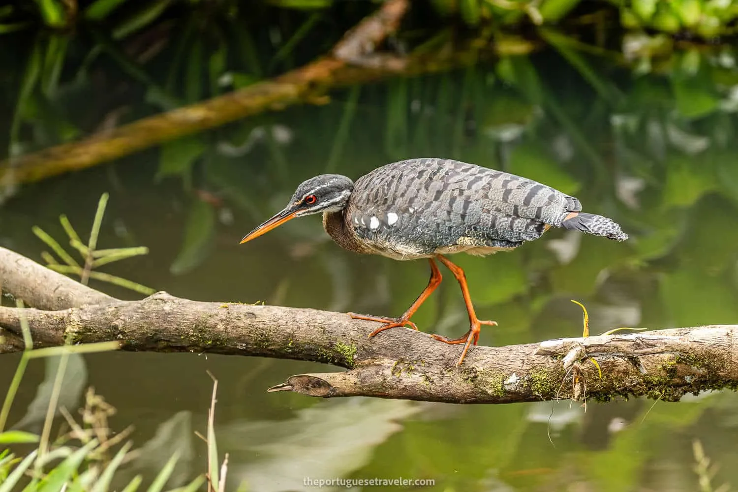 A Sunbittern on the Birdwatching Tour in Mindo