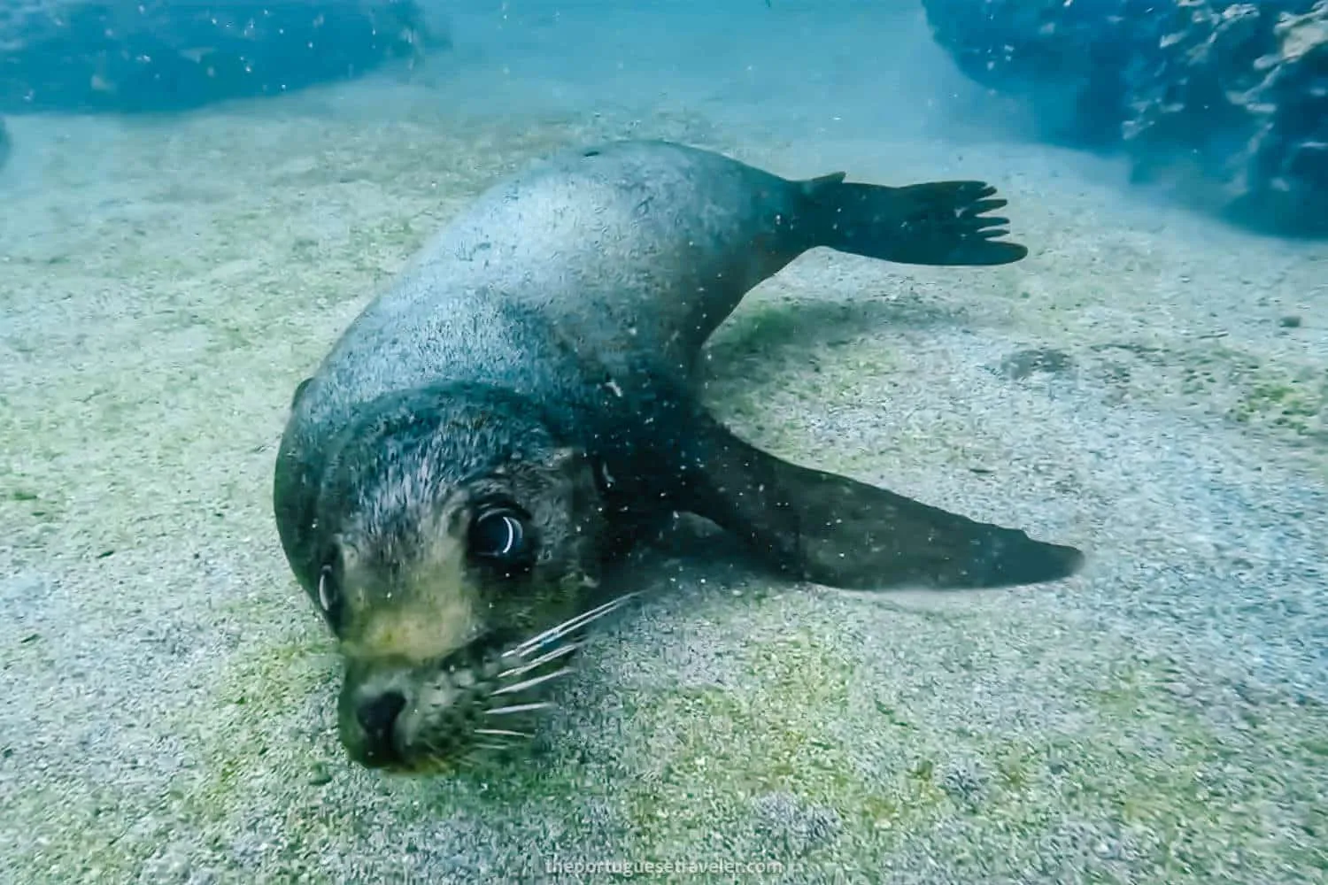Another Sea Lion at Tijeretas Bay - Galapagos Christmas