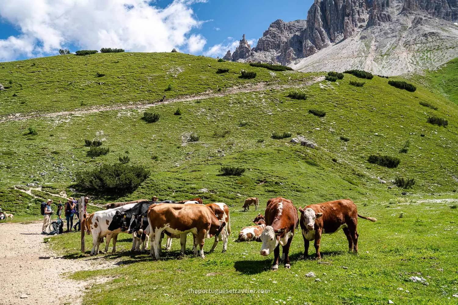 More cows on the way to Rifugio Langalm