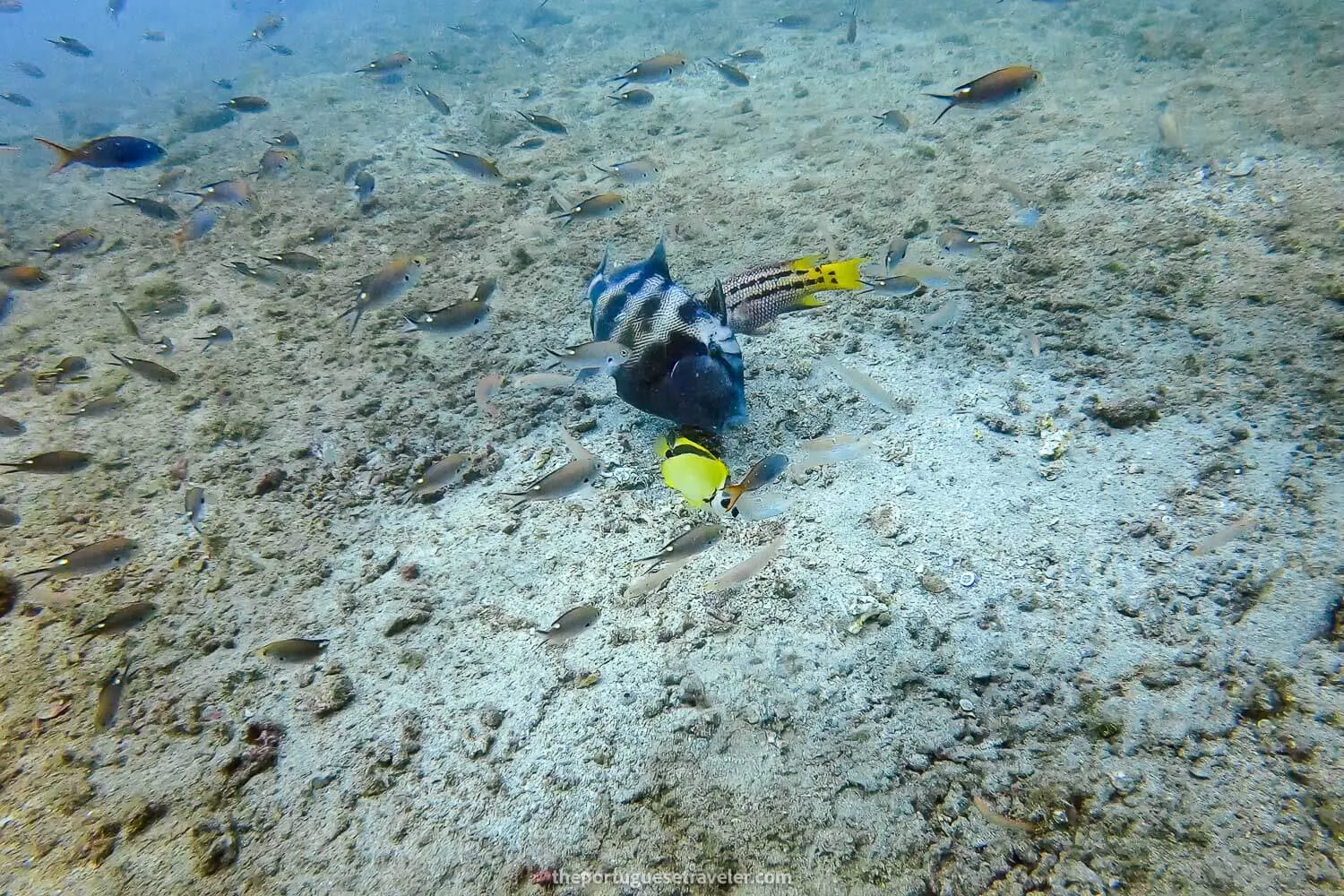 A triggerfish at Isla de La Plata