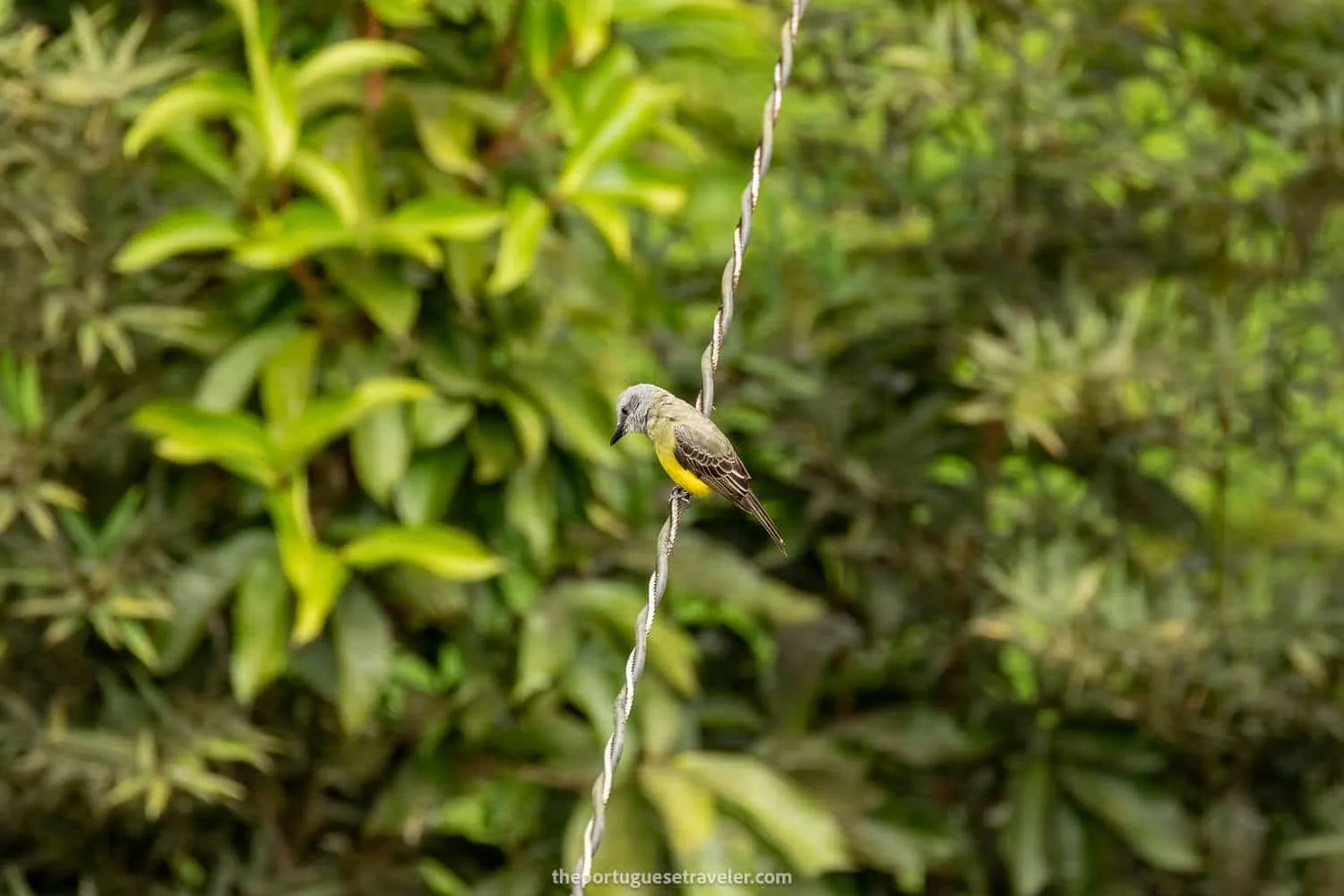 A Tropical Kingbird