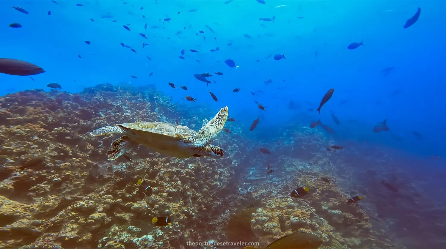 A green turtle on the first dive at Gordon Rocks dive site
