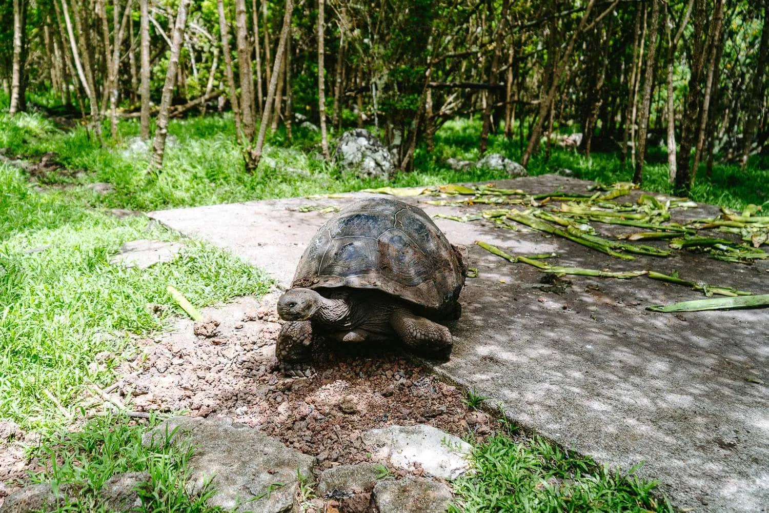 The giant tortoises of Asilo de La Paz visitor site