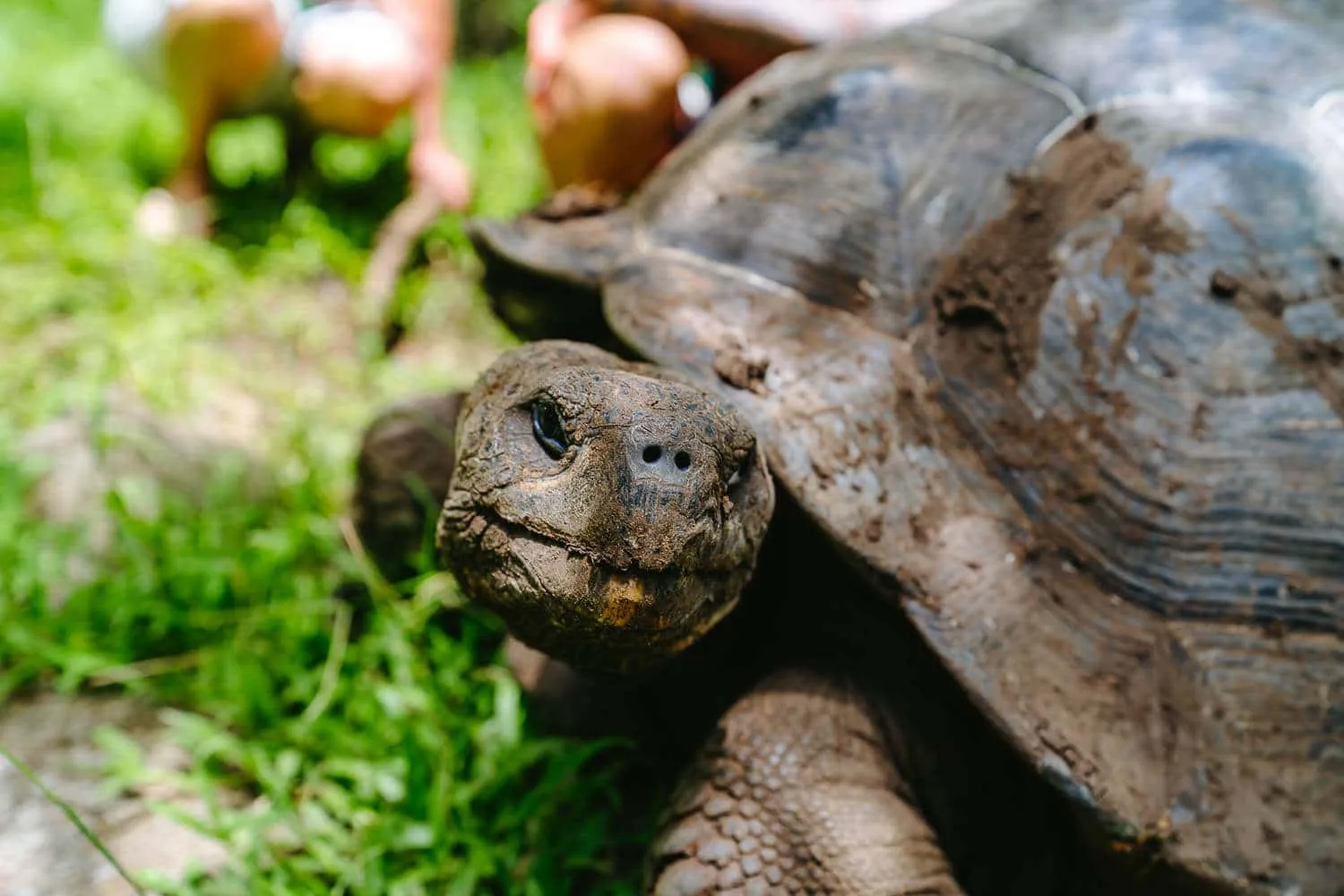 The giant tortoise in the visitor site - Easter in the Galapagos