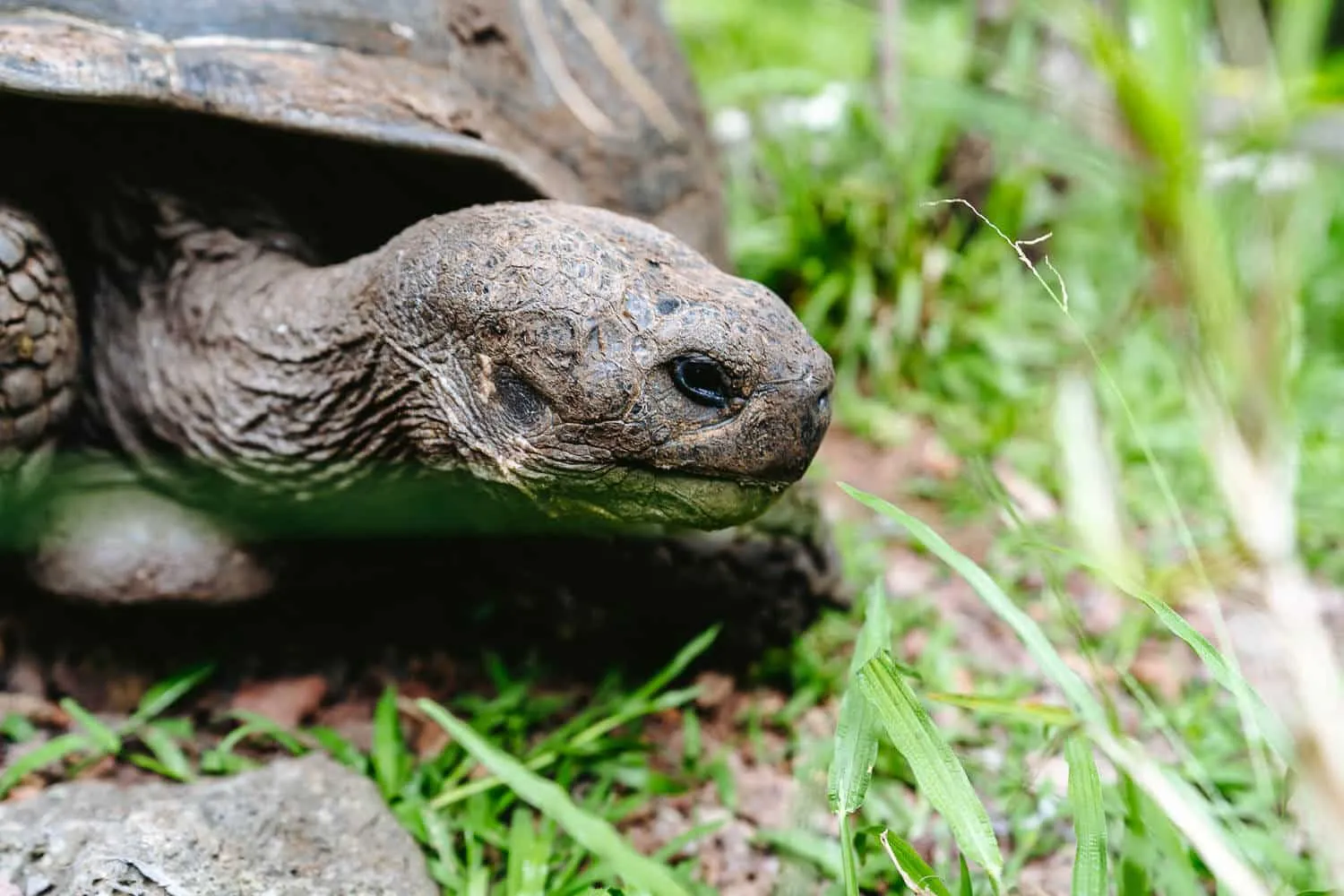 A giant tortoise at the visitor center
