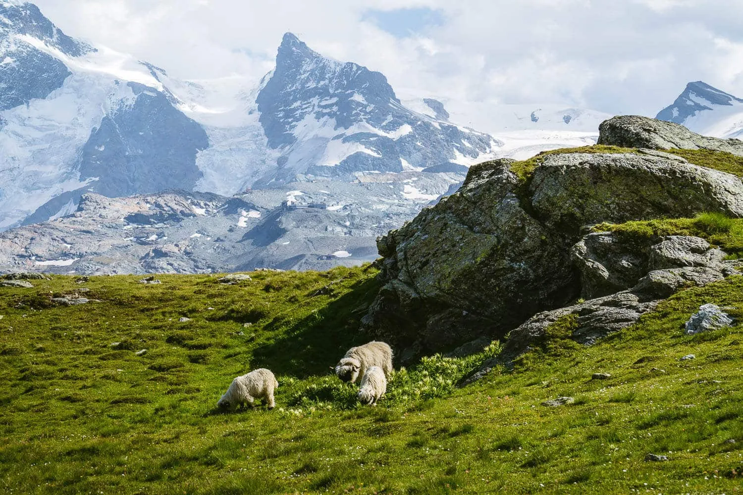 Valais Blacknose sheep