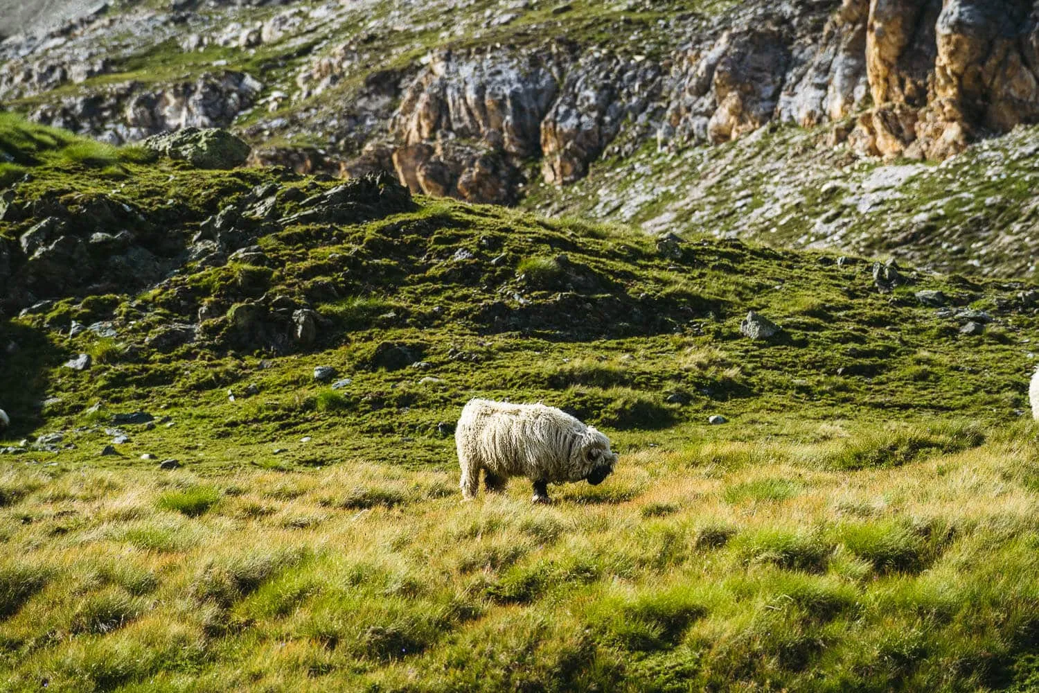 Valais Blacknose sheep