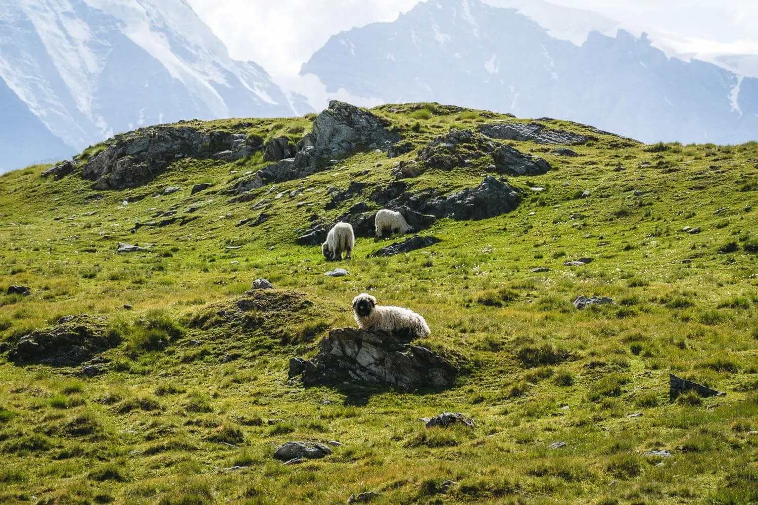 Valais Blacknose sheep