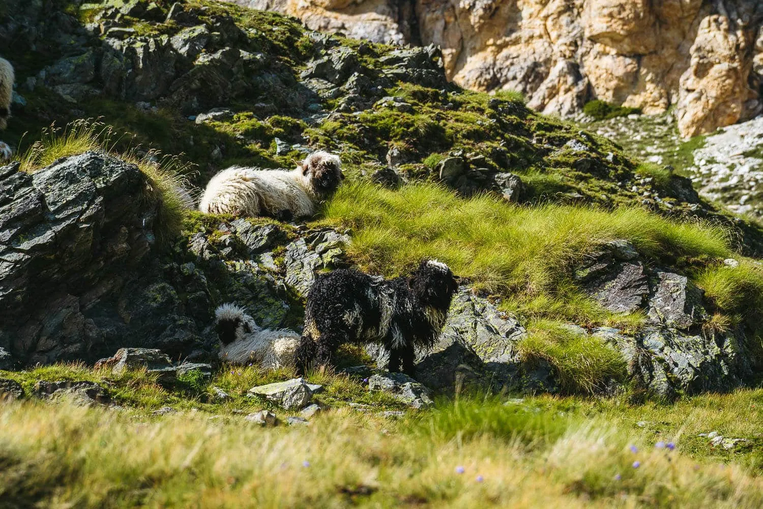 Valais Blacknose sheep