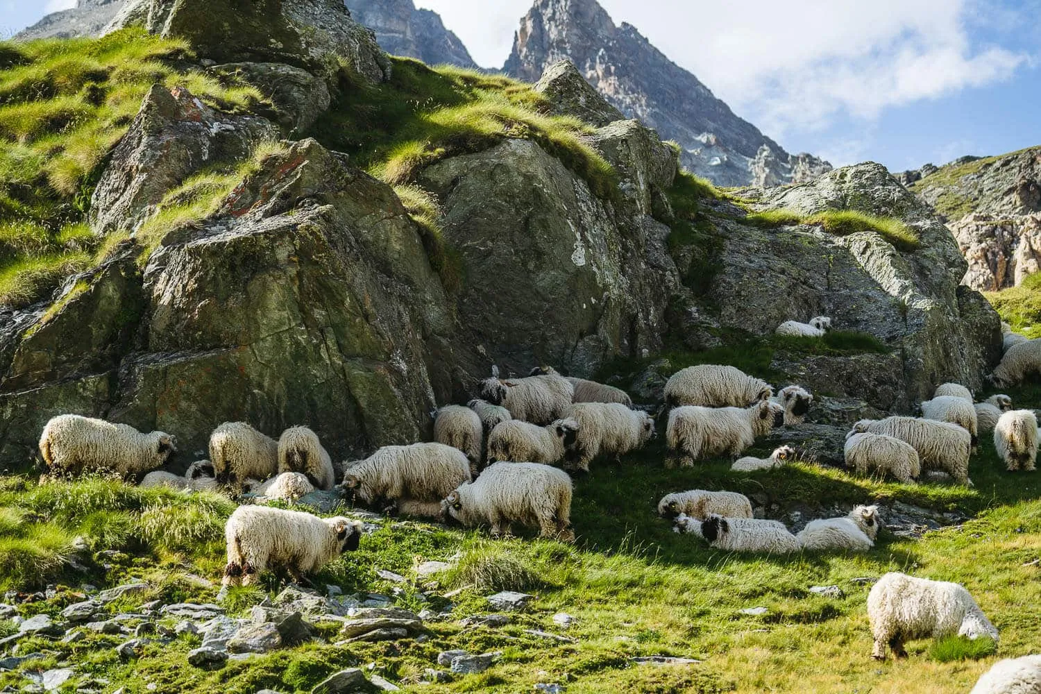 Valais Blacknose sheep