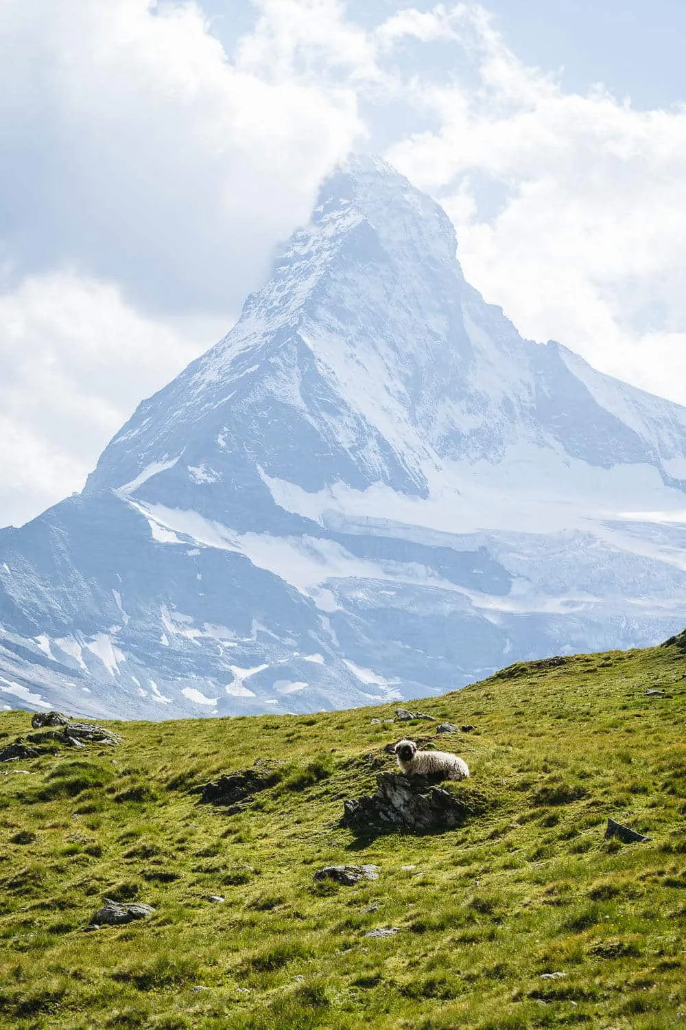 Valais Blacknose sheep and Matterhorn