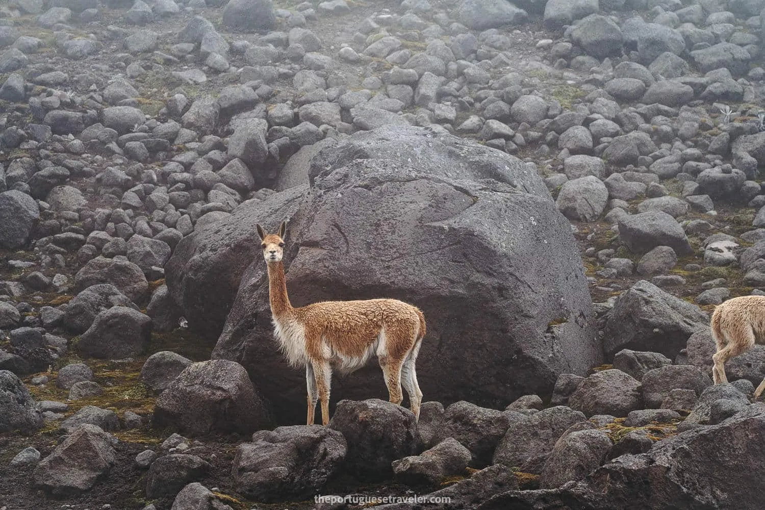 One of many vicunas greeting us too
