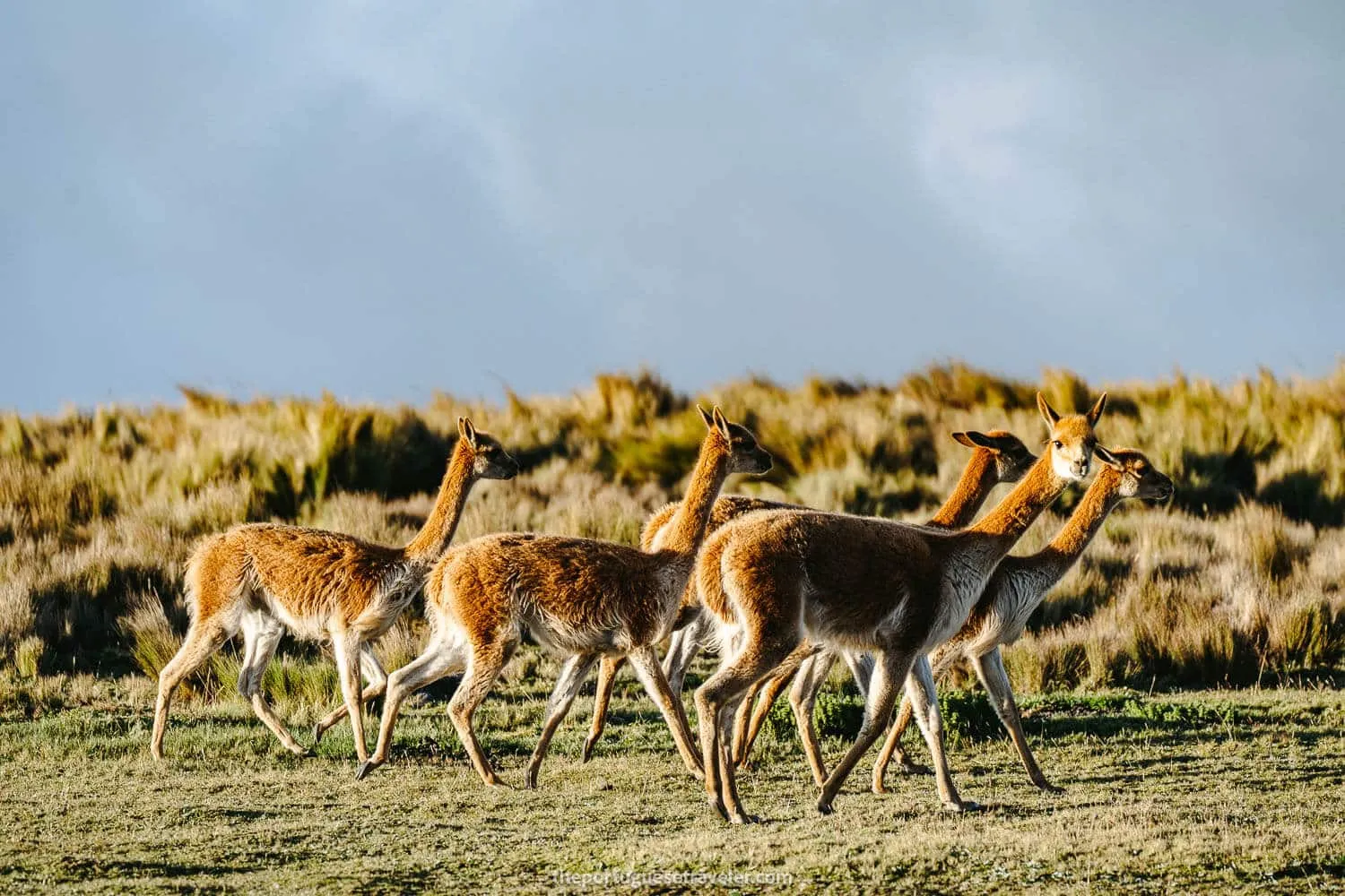 Some vicuñas around Carihuairazo Volcano