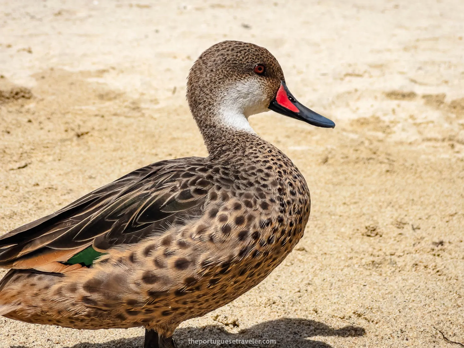A white-cheeked-pintail duck in Playa de los Alemanes beach